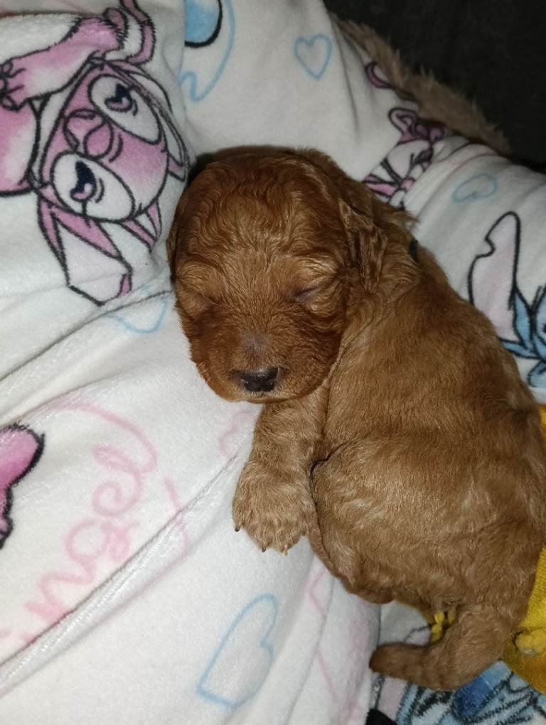 F1b cockapoo puppies 