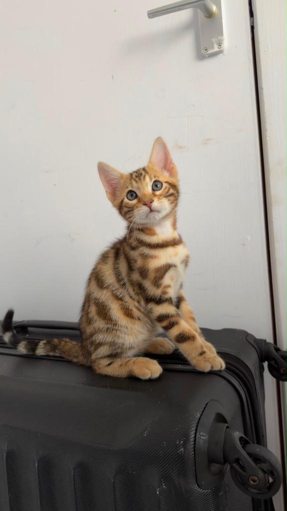 Mixed Bengal Kitten to be rehomed.