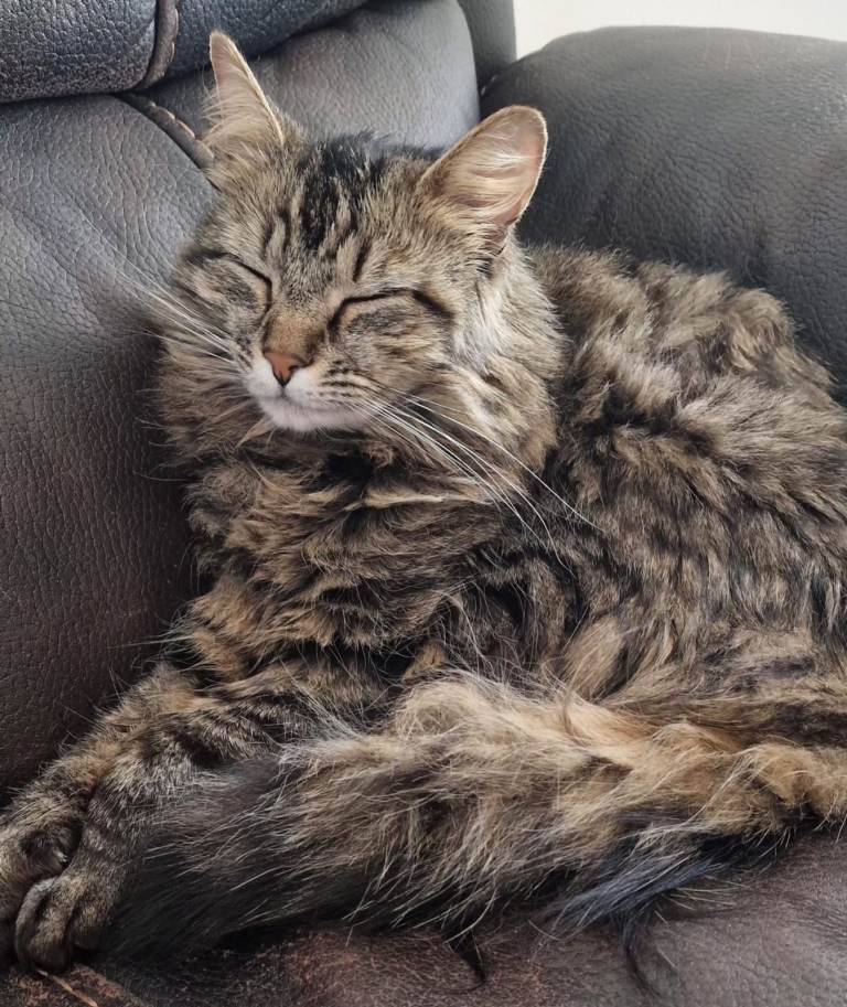 Gorgeous 3 yr old Maine Coon female neutered friendly loving companion