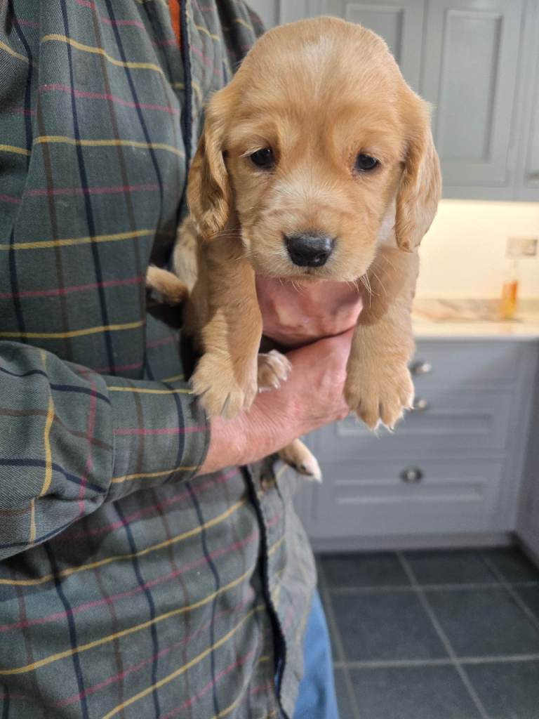 2 working type cocker spaniels