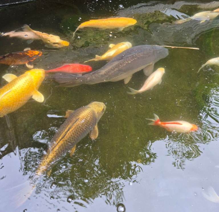 30+ koi carp & more