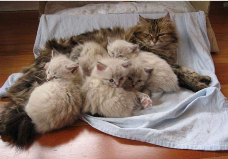 Siberian kittens for sale
