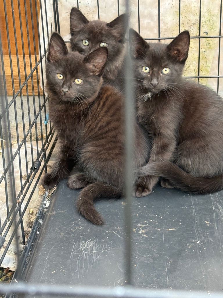 Adorable Kittens Looking for Forever Homes
