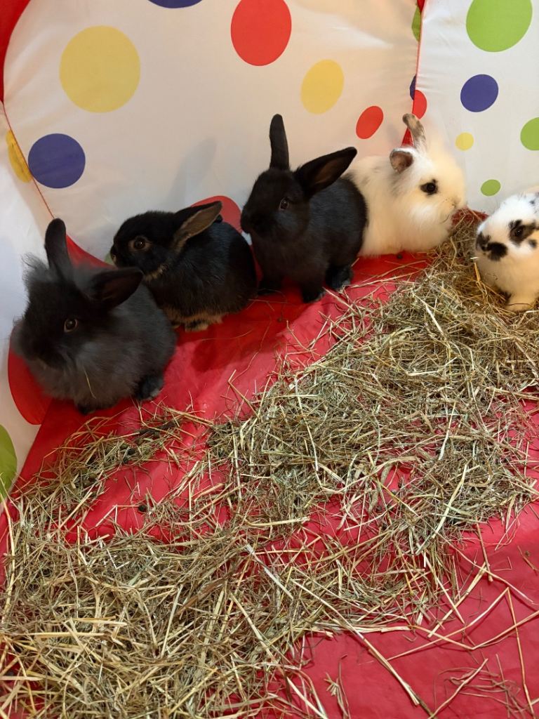 Baby boy bunnies  