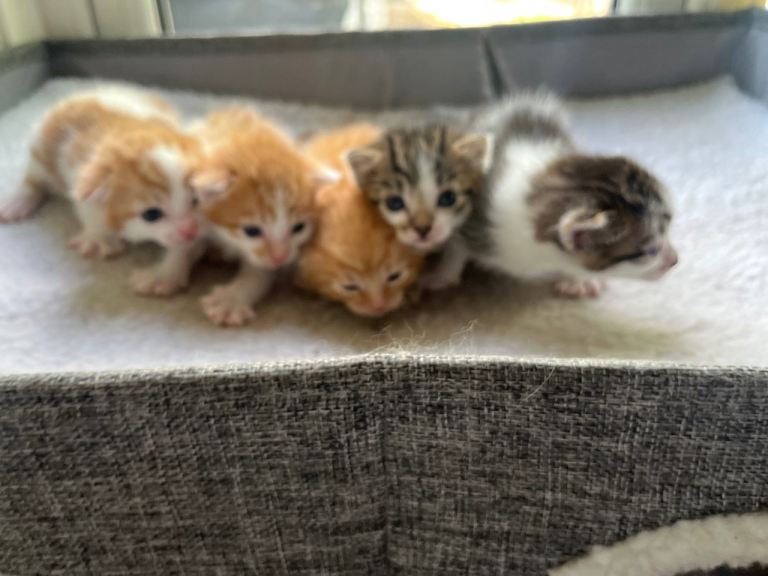 Mixed litter kittens 