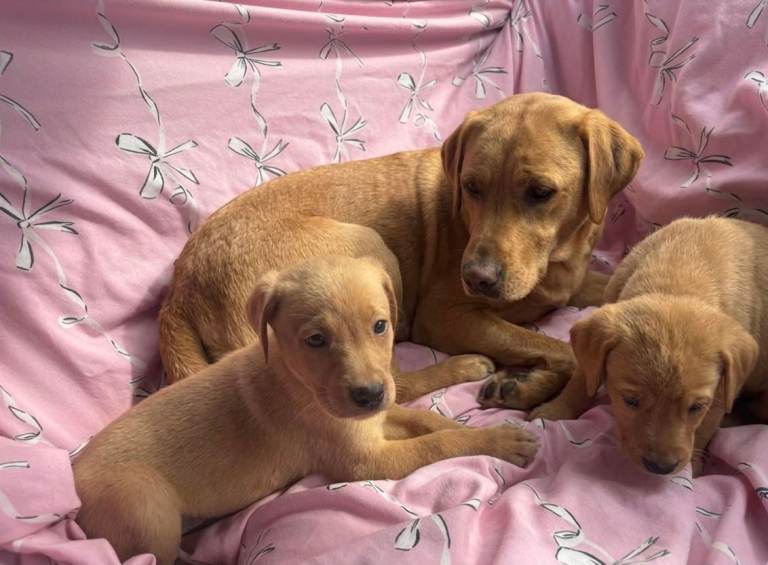 Labrador puppies 