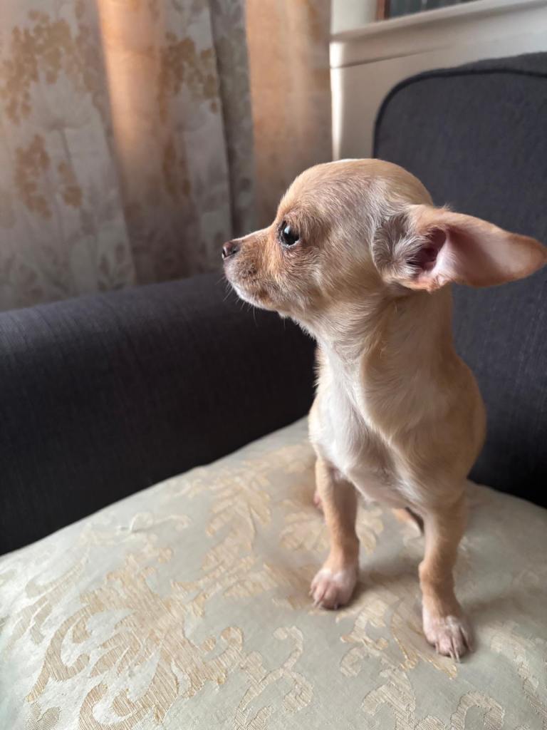 Miniature chihuahua puppy 