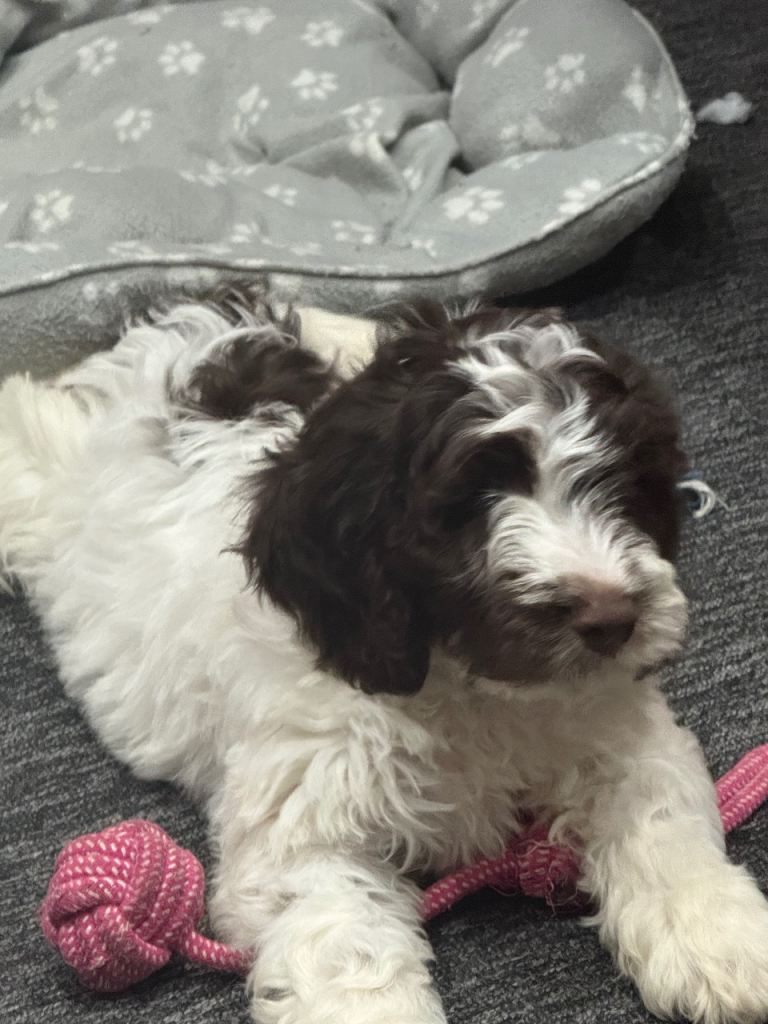 10 weeks old Cockapoo puppies 