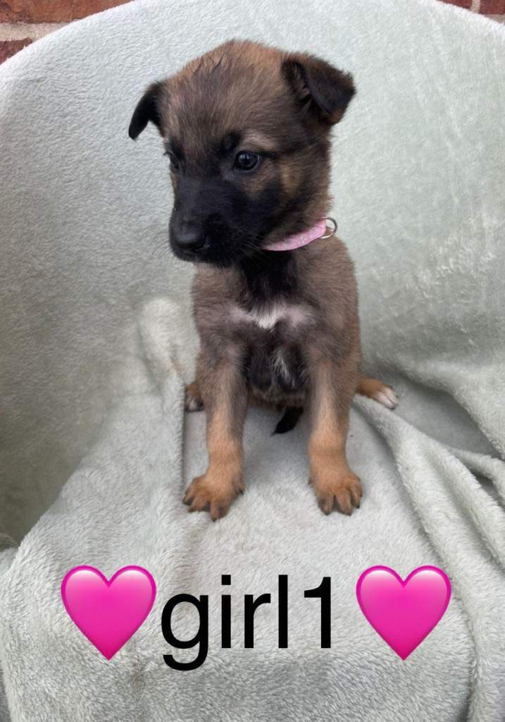 Stunning German x Belgian shepherd 5 left