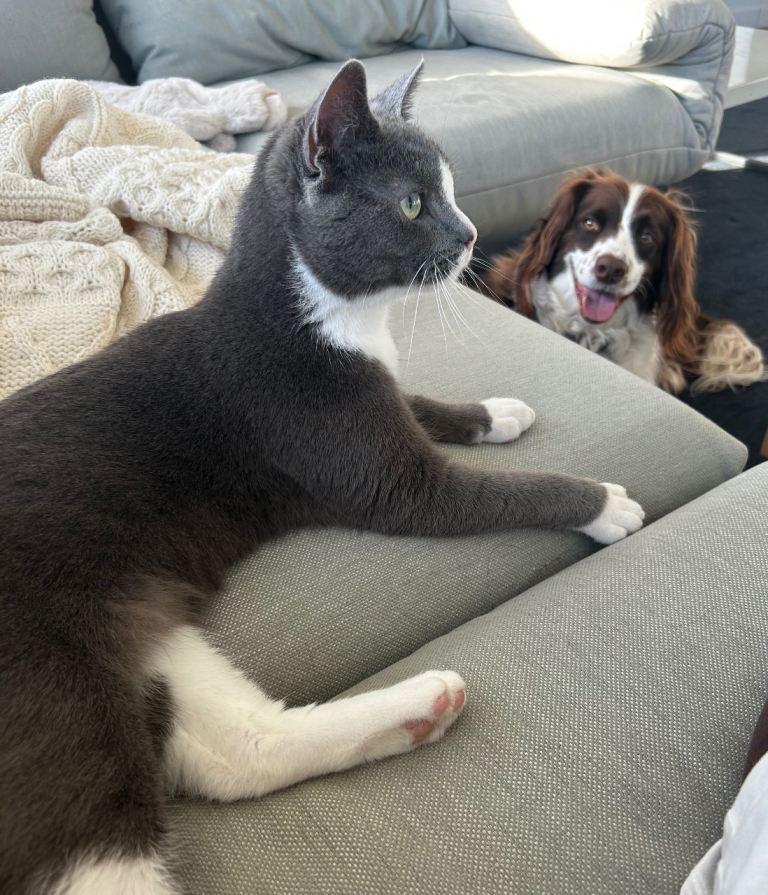 11 month old male cat 