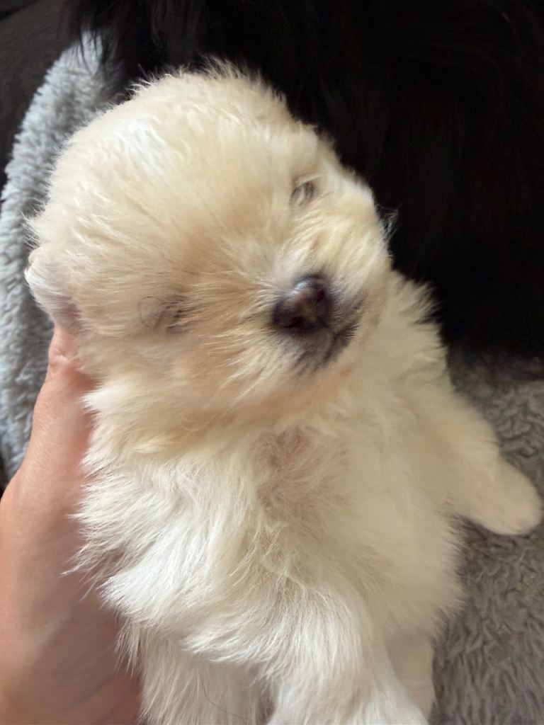 Pomeranian 