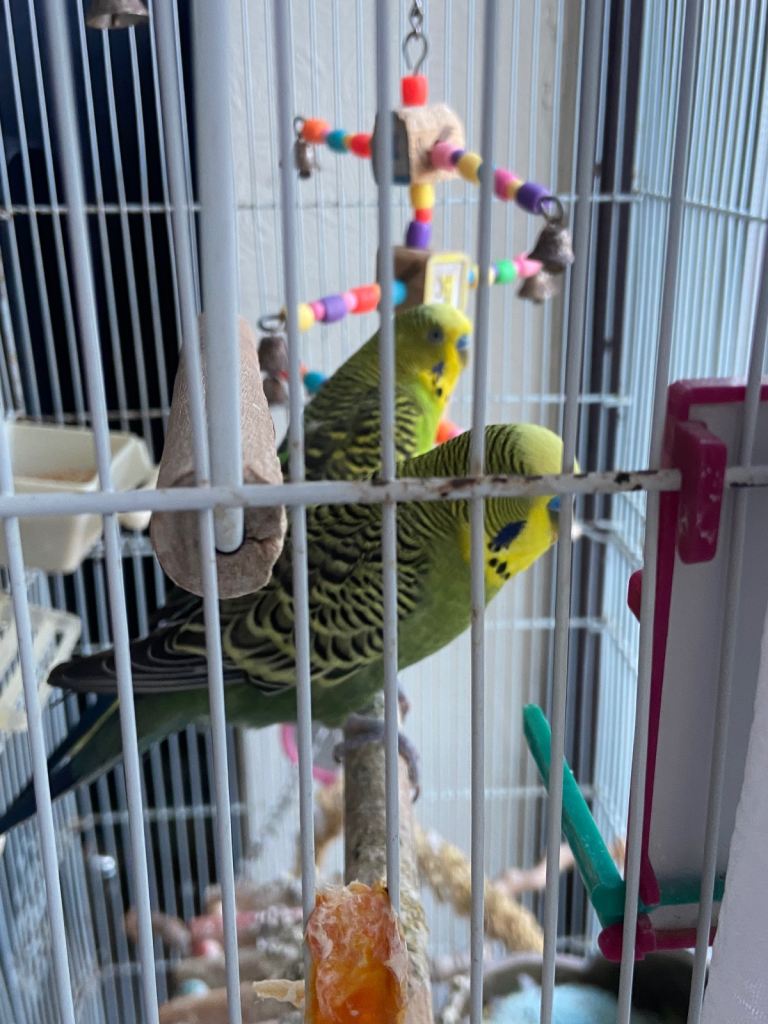 Budgies with cage 