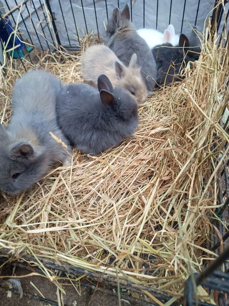 Baby bunny for sale 