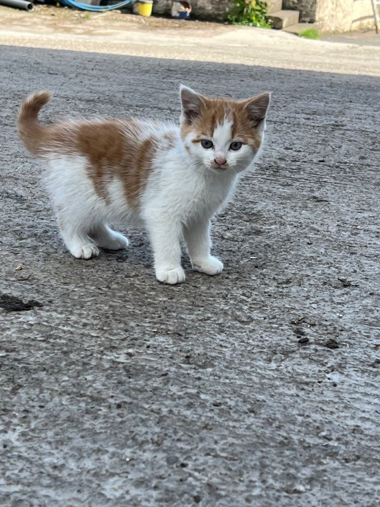 female ginger & white kittens 