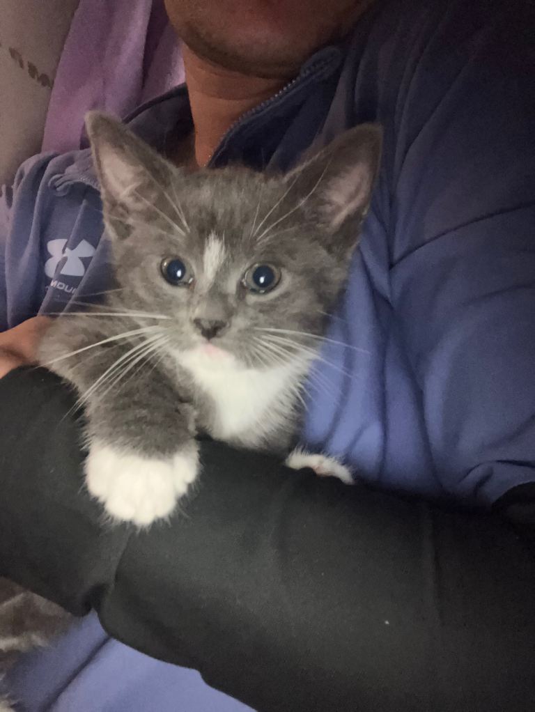 Grey kittens