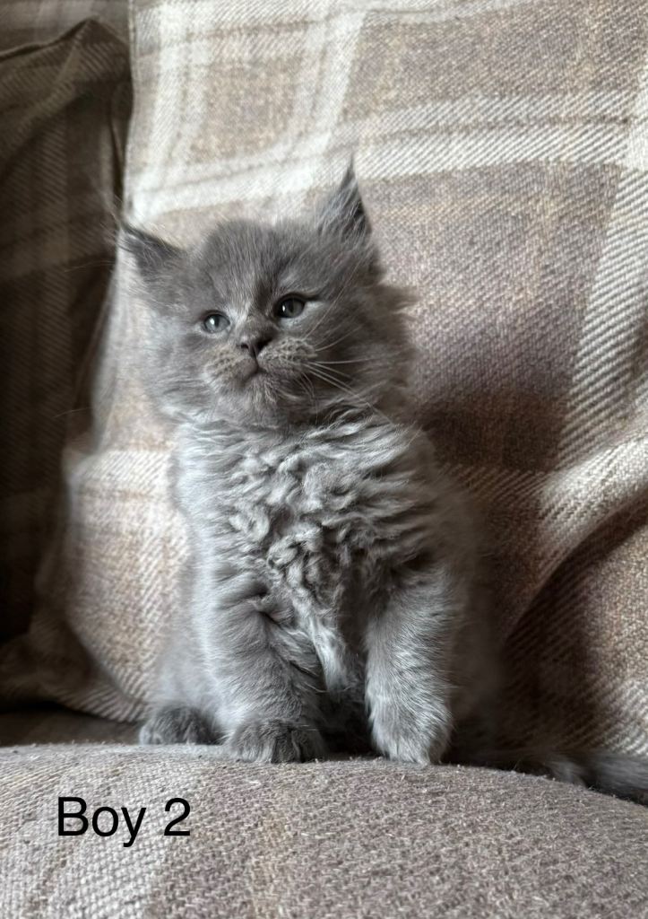 Ragcoon Kittens