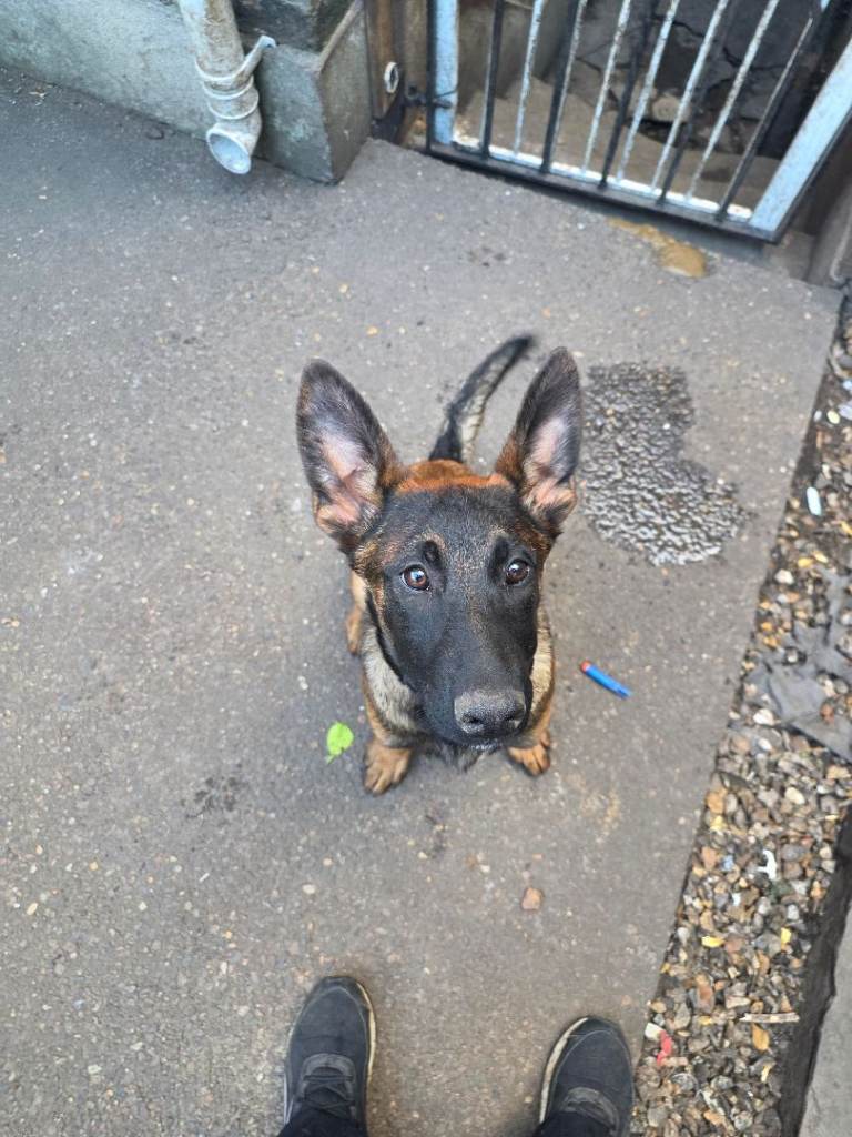 German shepherd x puppy female one left REDUCED