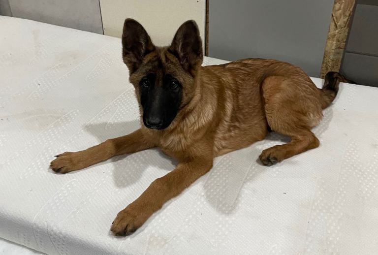 German shepherd puppies for sale 