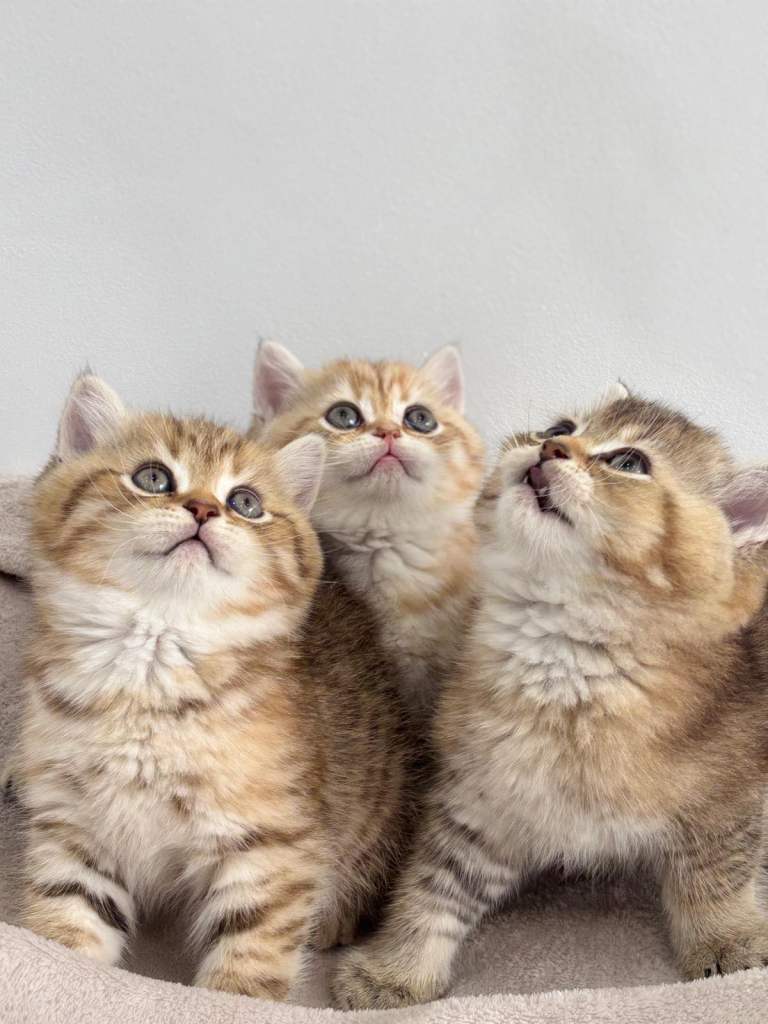 Golden black shaded British Shorthaired kittens