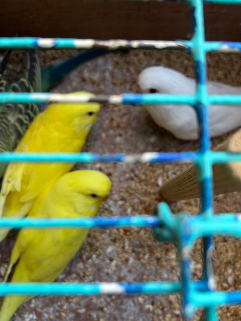 Budgies 
