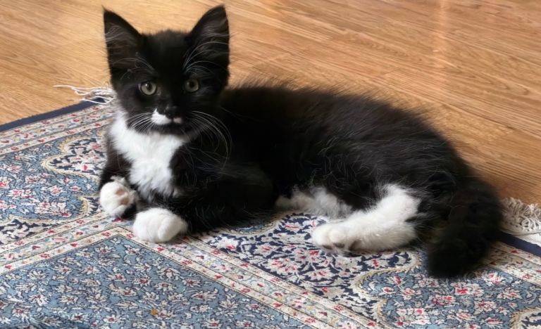 Kitten for sale 