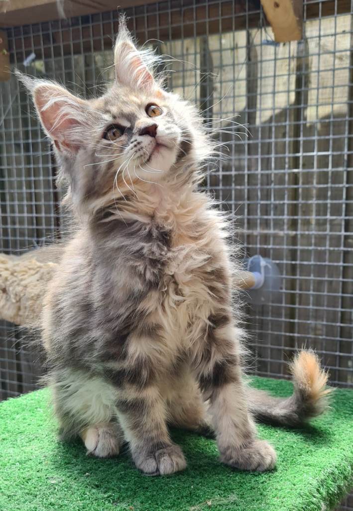 TICA registered mainecoon GIRLS