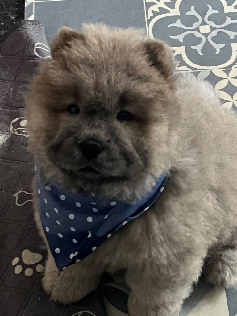 KC registered chow chow boy pup  