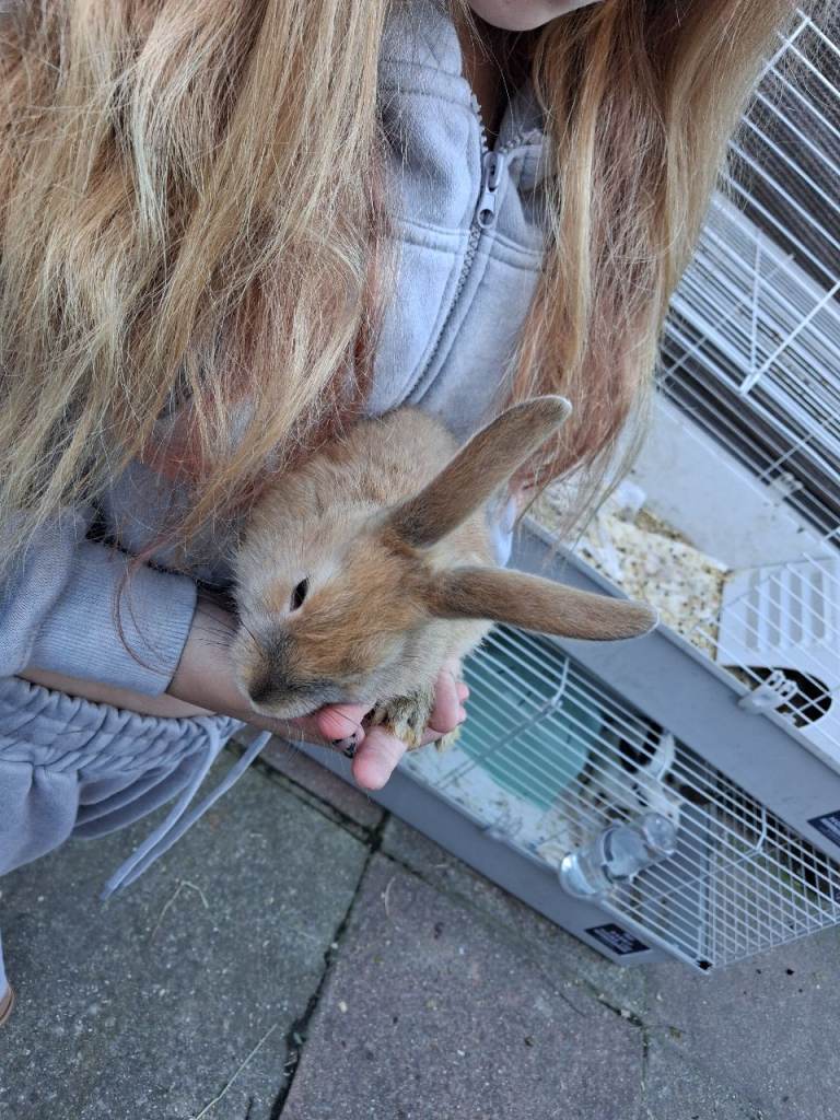 8 week old rabbit ready now 