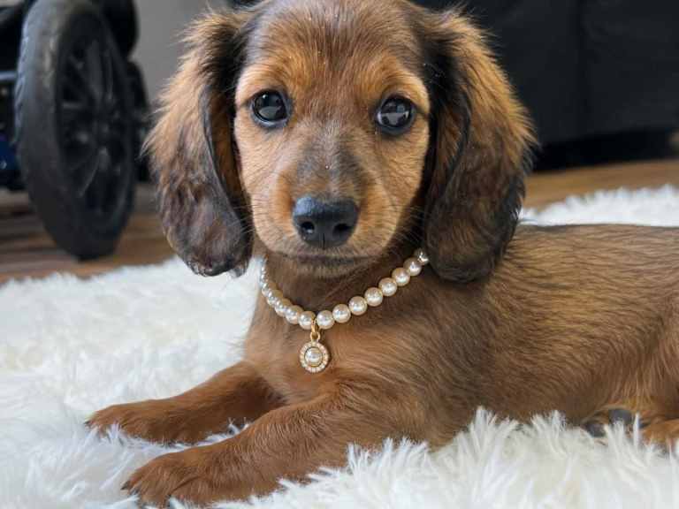 long-haired Miniature Dachshund Female available – ready now!