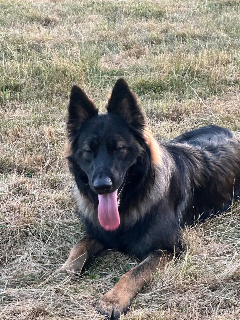 12 months old German shepherd 