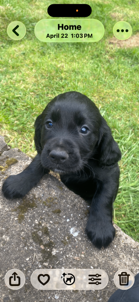 image for KC cocker spaniel puppies
