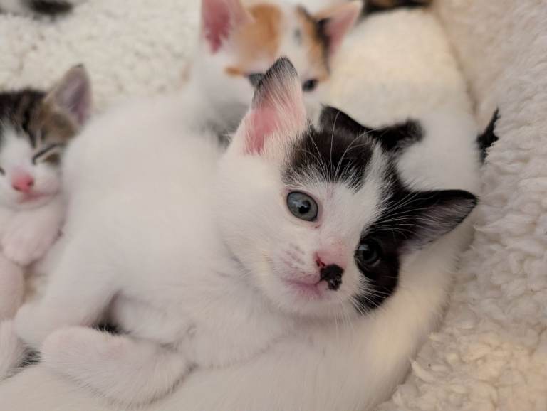 Beautiful Female Kittens - Cross Breed Ragdoll