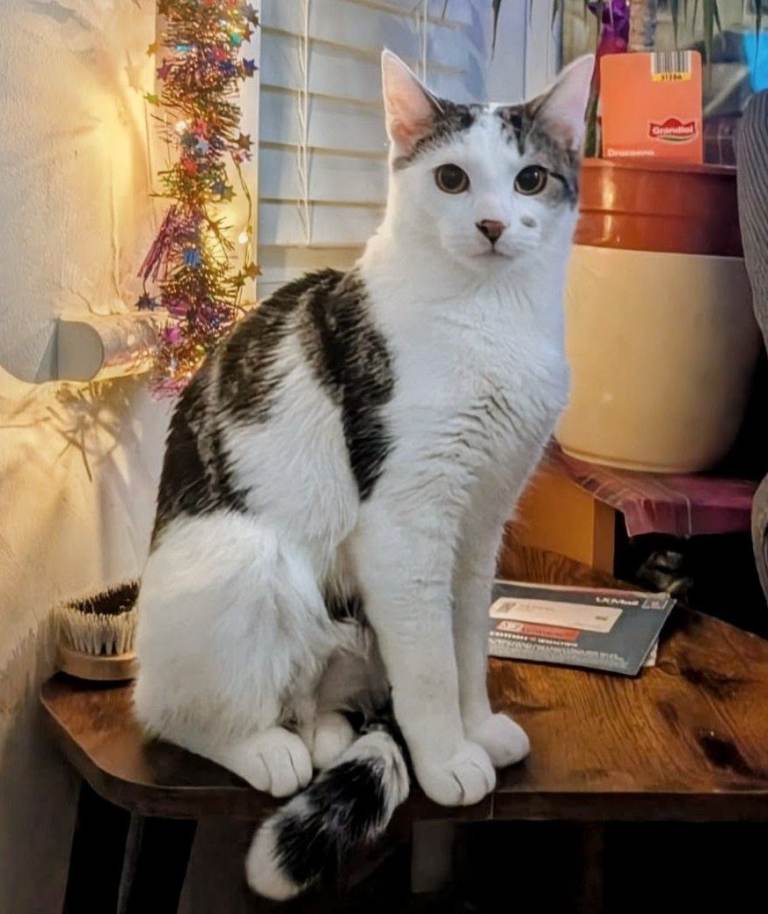 Missing Cat