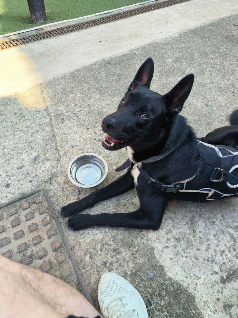Sweet German Shepherd X Border Collie puppy needing good home!