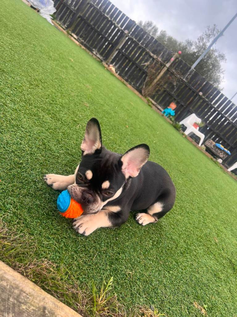 French bulldog pup