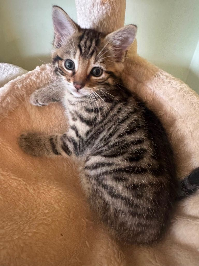 🐈‍⬛🐈‍⬛ Beautiful tabby kittens 💕
