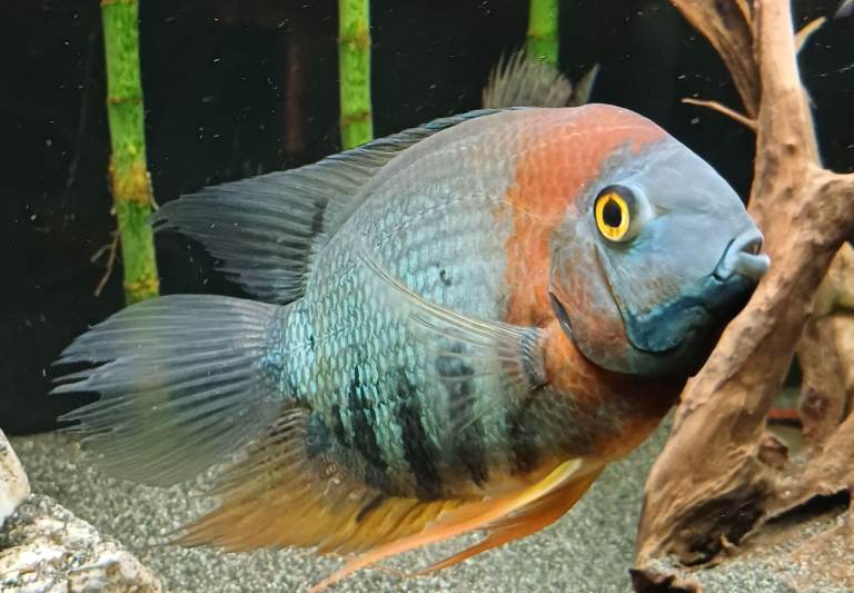3 Severum & 1 Geophagus 