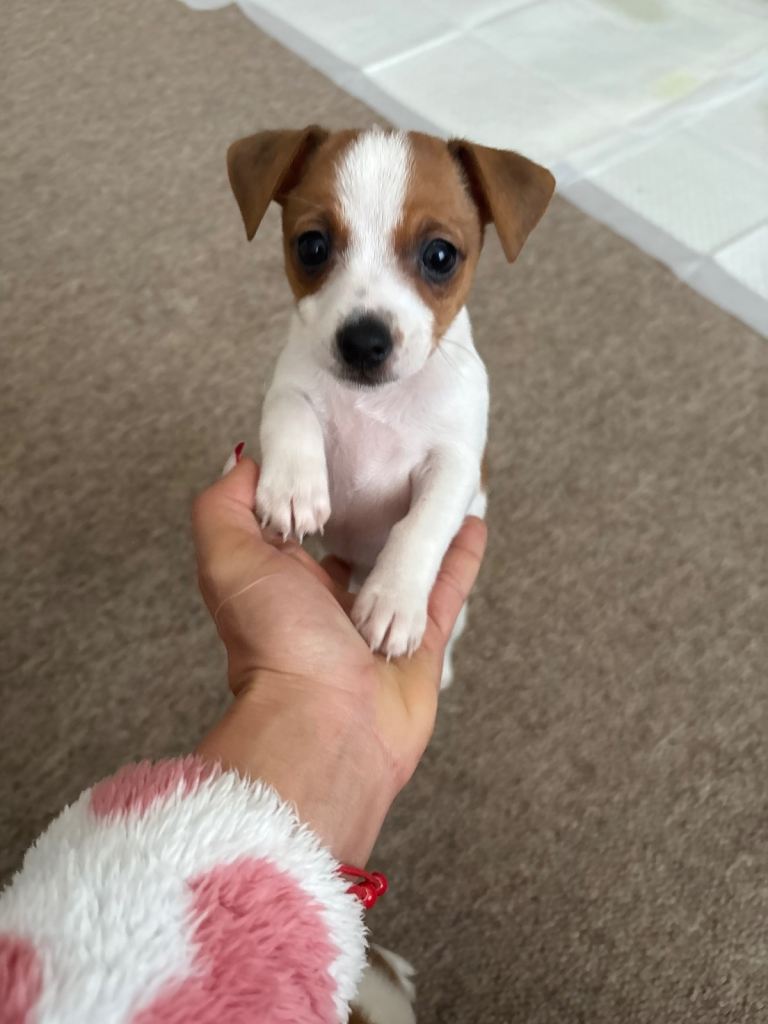 Jack Russell & Chihuahua