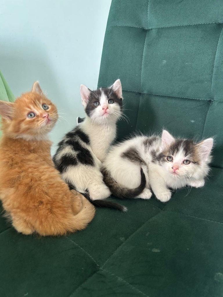 Gorgeous kittens 