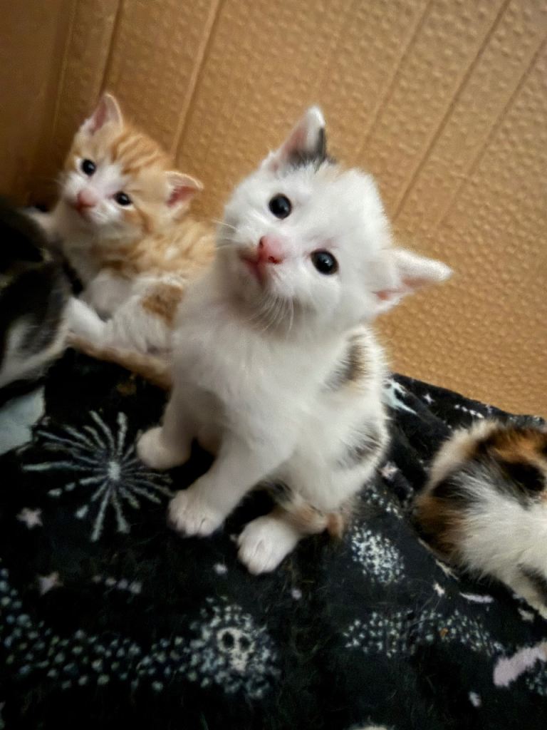 Baby kitten (one left) please read the post before messaging 