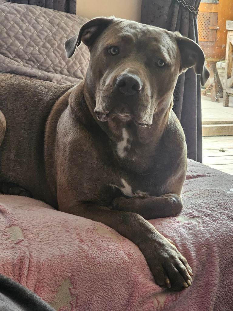 Female cane corso cross nepolian mastiff 