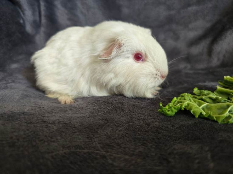 Guineapigs for sale, females 
