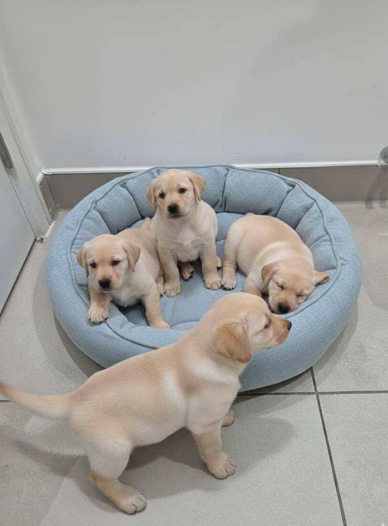 Chunky gold Labrador puppies 