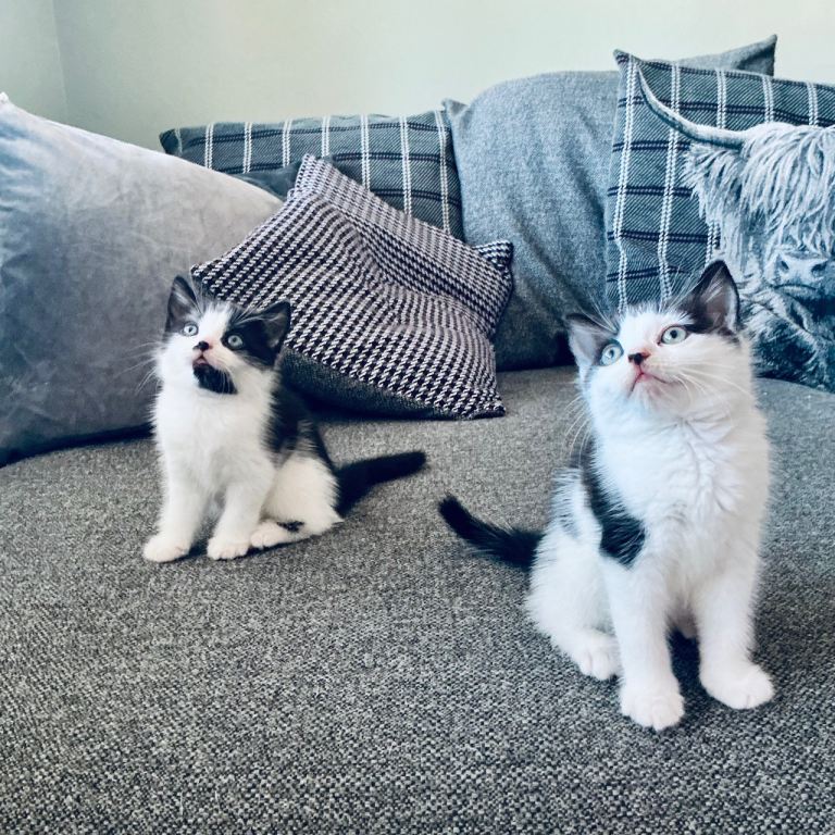 Kittens
