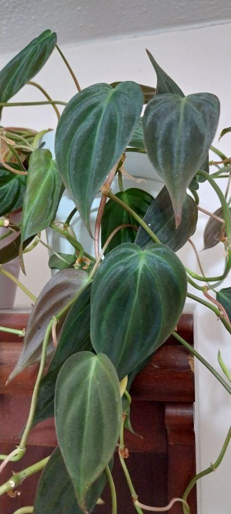 Philodendron 3 pots (Lemon, Scanden, Mican)