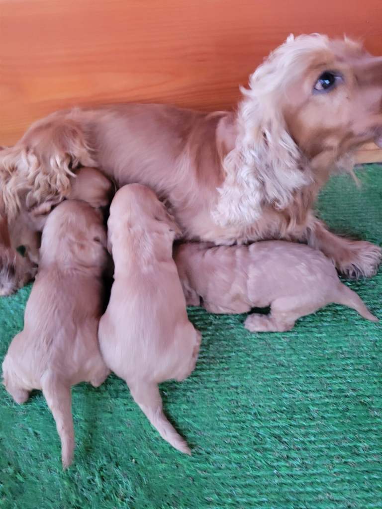 Cocker spaniel puppys