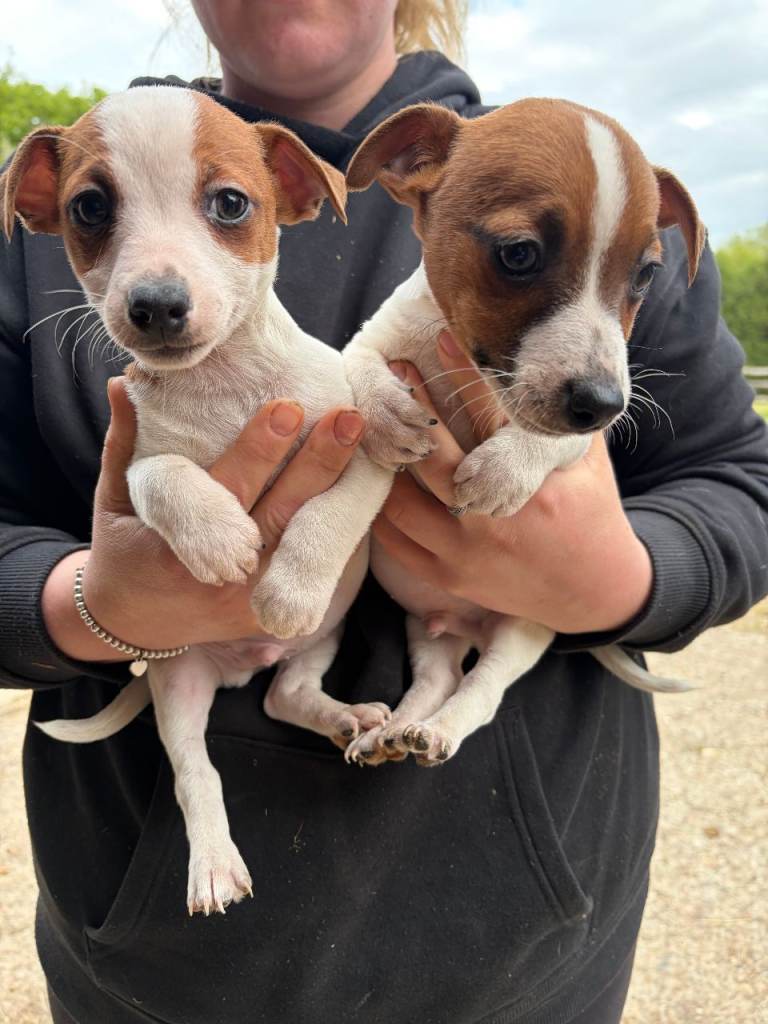 Jack Russell Puppies