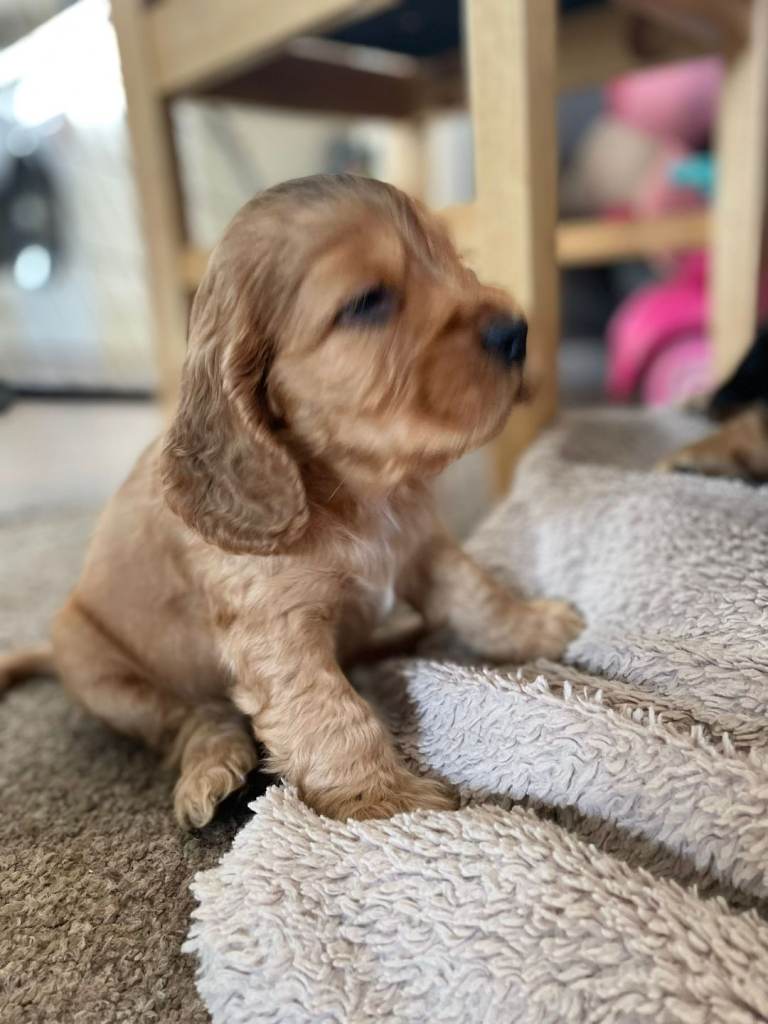 Stunning show cocker pups