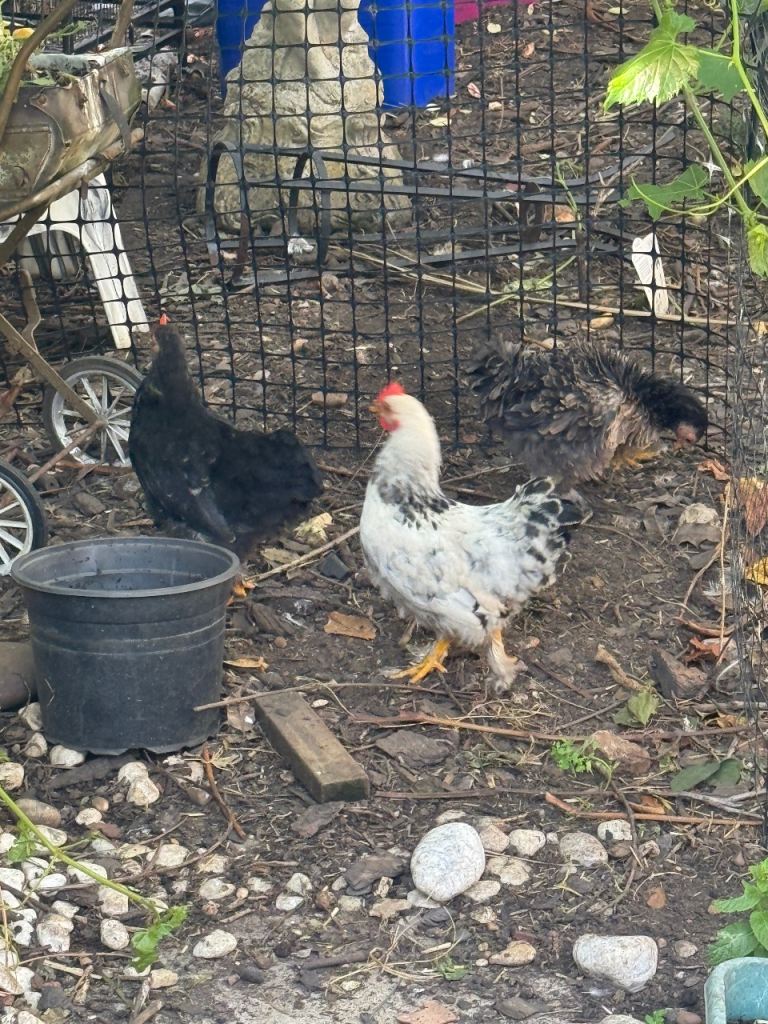 Chicks 