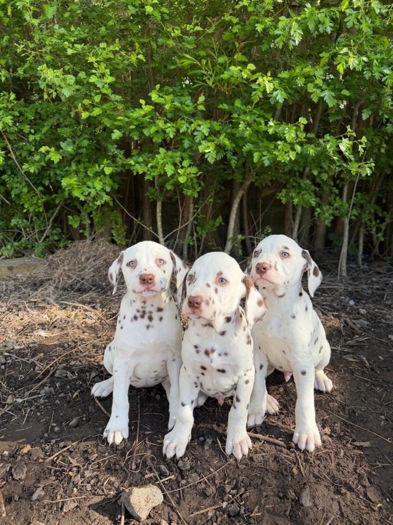 Liver spot Dalmatian puppies 